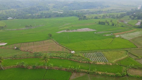 Drone-fly-over-green-rice-field