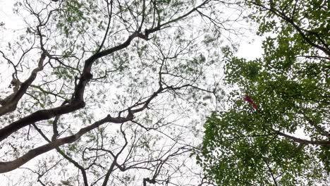 tree branches moving gently in the wind