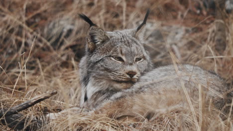 Primer-Plano-De-Un-Lince-Canadiense-Tumbado-Sobre-Hierba-Seca-En-Yukon,-Canadá