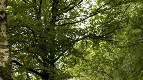 una vista de un bosque exuberante