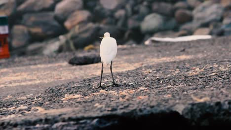 Un-Joven-Pájaro-Garza-Blanca-En-Busca-De-Alimentos-Peces-De-Desecho-Seco-Cerca-De-Una-Orilla-Con-Fondo-De-Video-De-Ojos-Afilados-En-Full-Hd-En-Mov