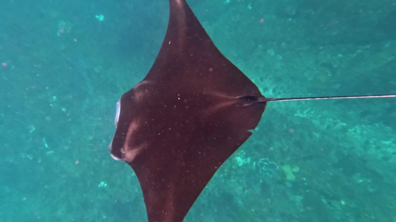 Large manta ray in vibrant waters of Manta Bay, tropical setting rising above reef, Nusa Penida Bali Indonesia