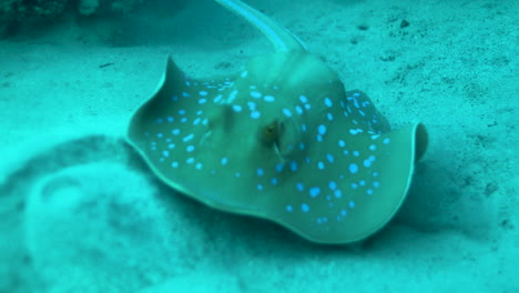 bluespotted stingray in the red sea beside the coral reef