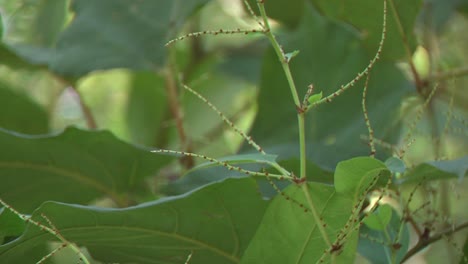 Detailaufnahme-Von-Japanischem-Knöterich,-Invasiver-Pflanze