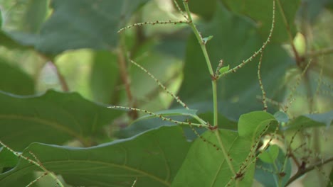 toma de detalle de la nudillo japonés, planta invasora