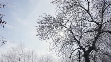 sun shining through branches of ice-covered trees in winter in galati, romania