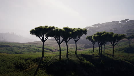 aerial panorama view to mago national park