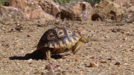 young tortoise marching along ground. follow shot