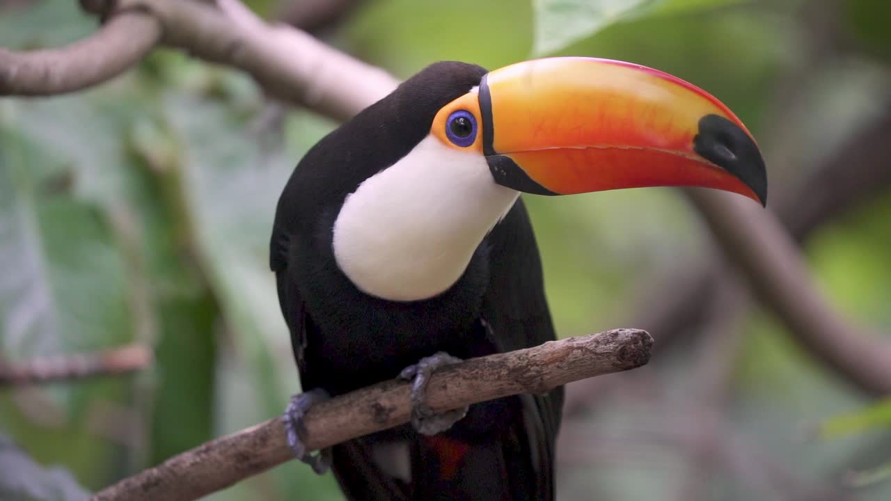 Filmagem em câmera lenta de um Ramphastos toco ou tucano gigante empoleirado em um galho na densa floresta amazônica