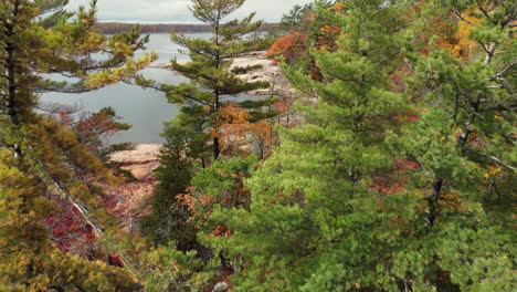 pine trees and rocky shoreline of killbear provincial park in autumn in ontario, canada