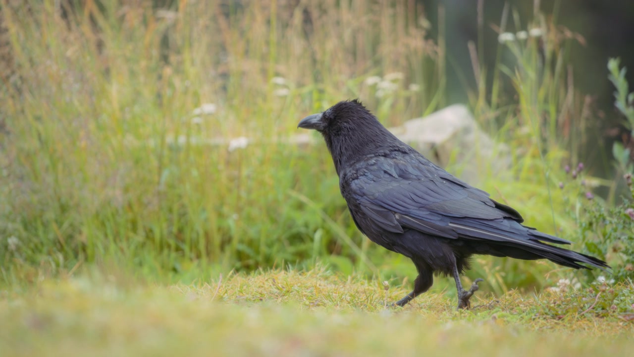 Primo piano di un corvo nero che cammina su un campo erboso.