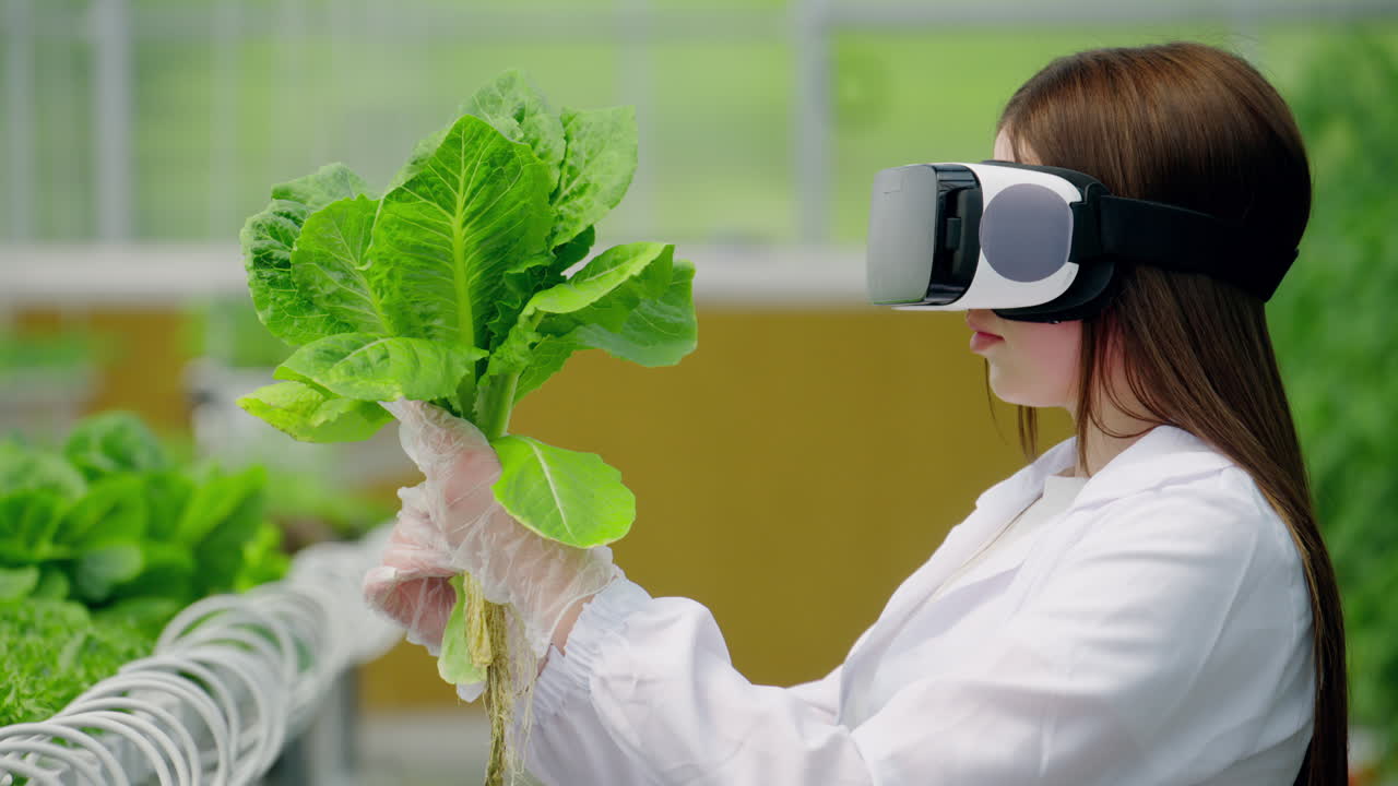 Laboratory technician in a white coat wearing a Virtual Reality headset, analysing lettuce grown with the Hydroponic method in a greenhouse