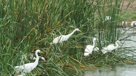 egrets battle for favourable hunting position on the reeds during a monsoon morning