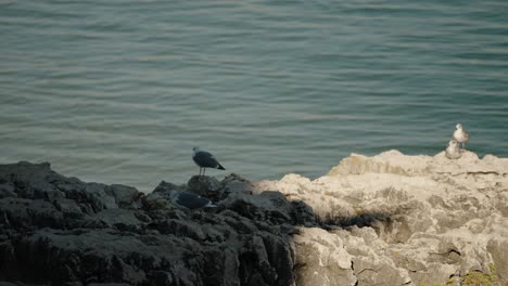 Seagulls At The Rocky Sea Cliffs During Sunny Day In Cascais Near Lisbon, Portugal. Static Shot