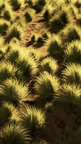 close-up of grass field in the sunlight