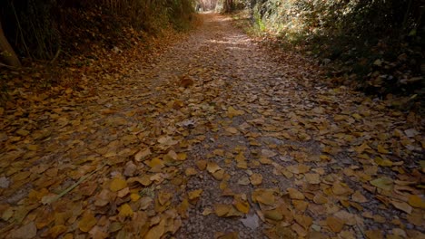 Caminando-Hacia-Atrás-Sobre-Un-Tapiz-De-Hojas-De-álamo-Amarillo-En-Un-Sendero-Forestal-En-Otoño