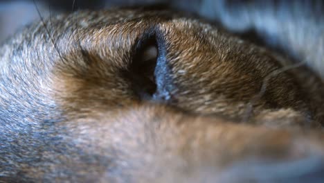 closeup of the eyes of a dog falling asleep