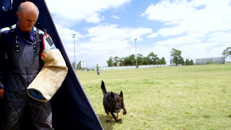 trainer training a shepherd dog in the field 4k