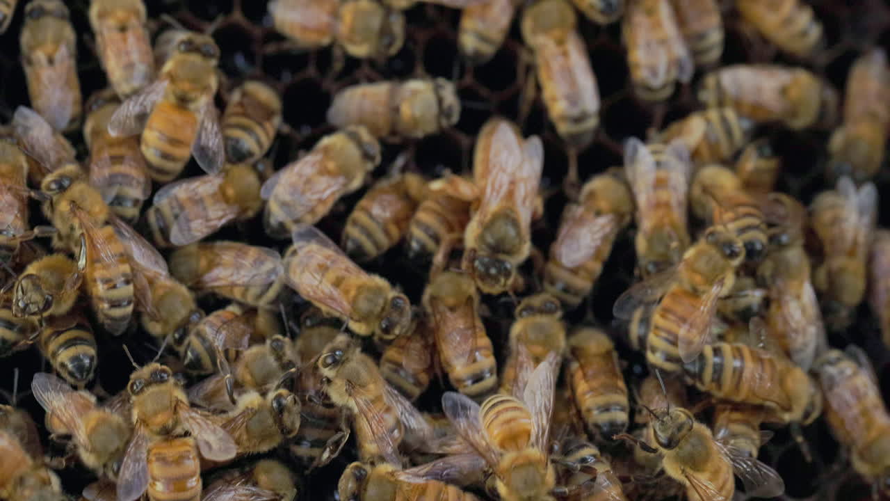 벌과 여왕이 벌집의 세포를 돌보는 클로즈업