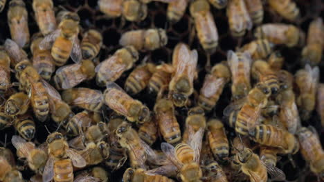 close-up di api mellifere con la loro regina che si occupa delle cellule dell'alveare