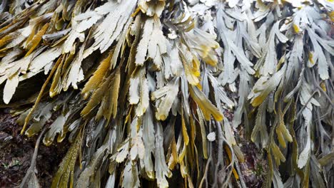 green seaweed background on natural rock coastal textured surface dolly right blowing in breeze