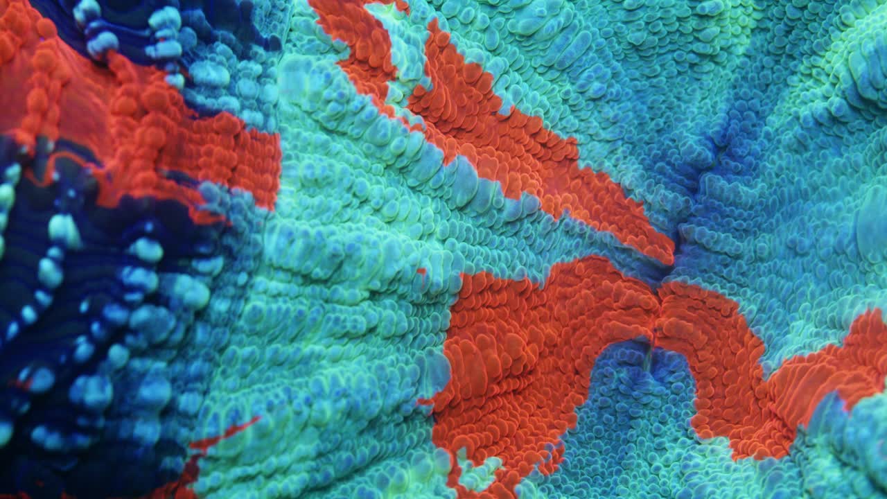 Extreme macro close-up of Acanthophyllia coral under actinic lighting, showing teal-green surface with dark blue patches and bright orange streaks across detailed fleshy polyps