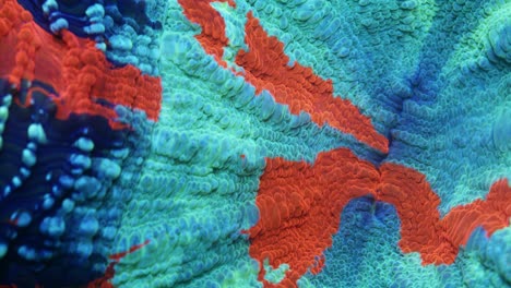 extreme macro close-up of acanthophyllia coral under actinic lighting, showing teal-green surface with dark blue patches and bright orange streaks across detailed fleshy polyps