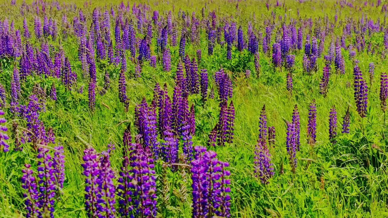 Slow motion lupine flowers ripple in green field as drone glides sideways above