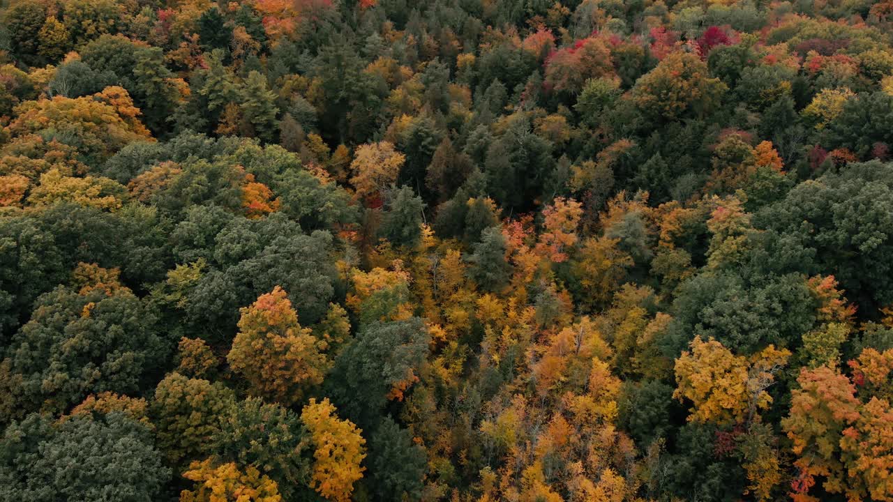 vuelo de drones sobre el bosque de otoño en canadá