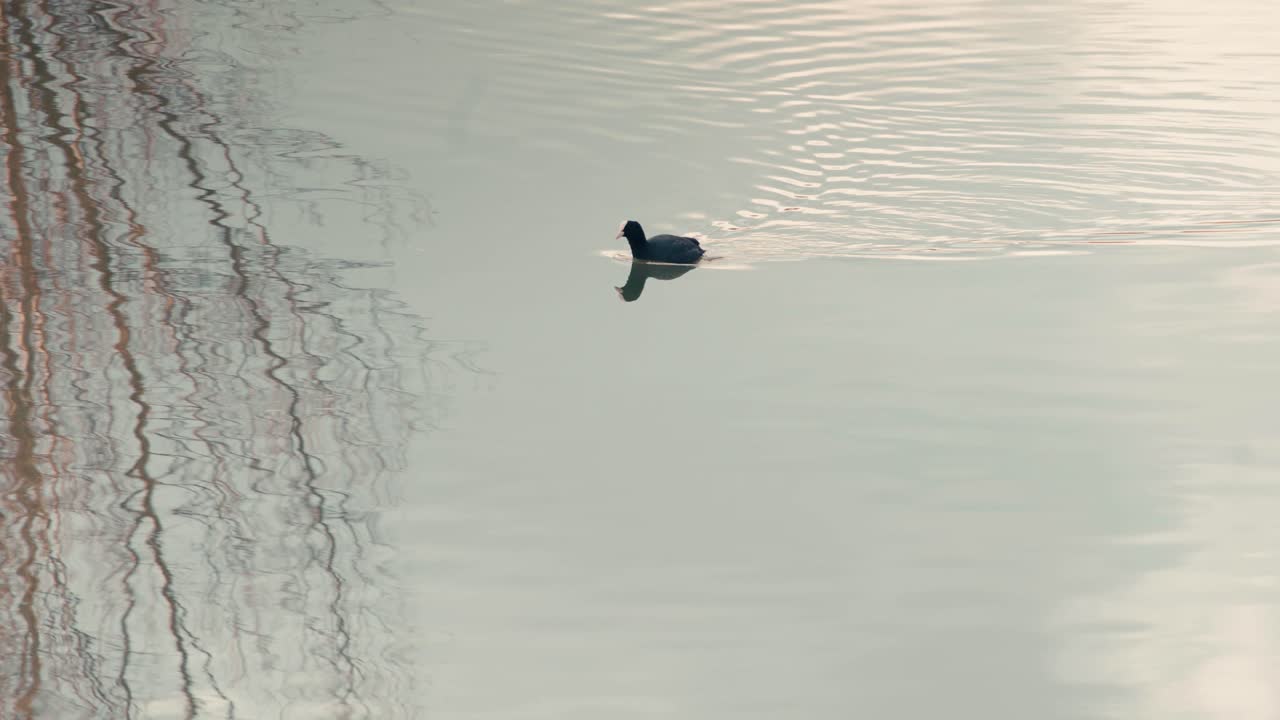 Eurasian Coot swimming peacefully across a calm lake surface reflecting bare winter trees in Bois d'Arcy. Ripples trail behind the black waterfowl in a serene natural aquatic environment