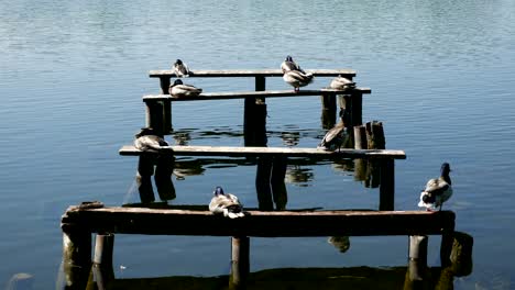 duck sit on trees on the lake