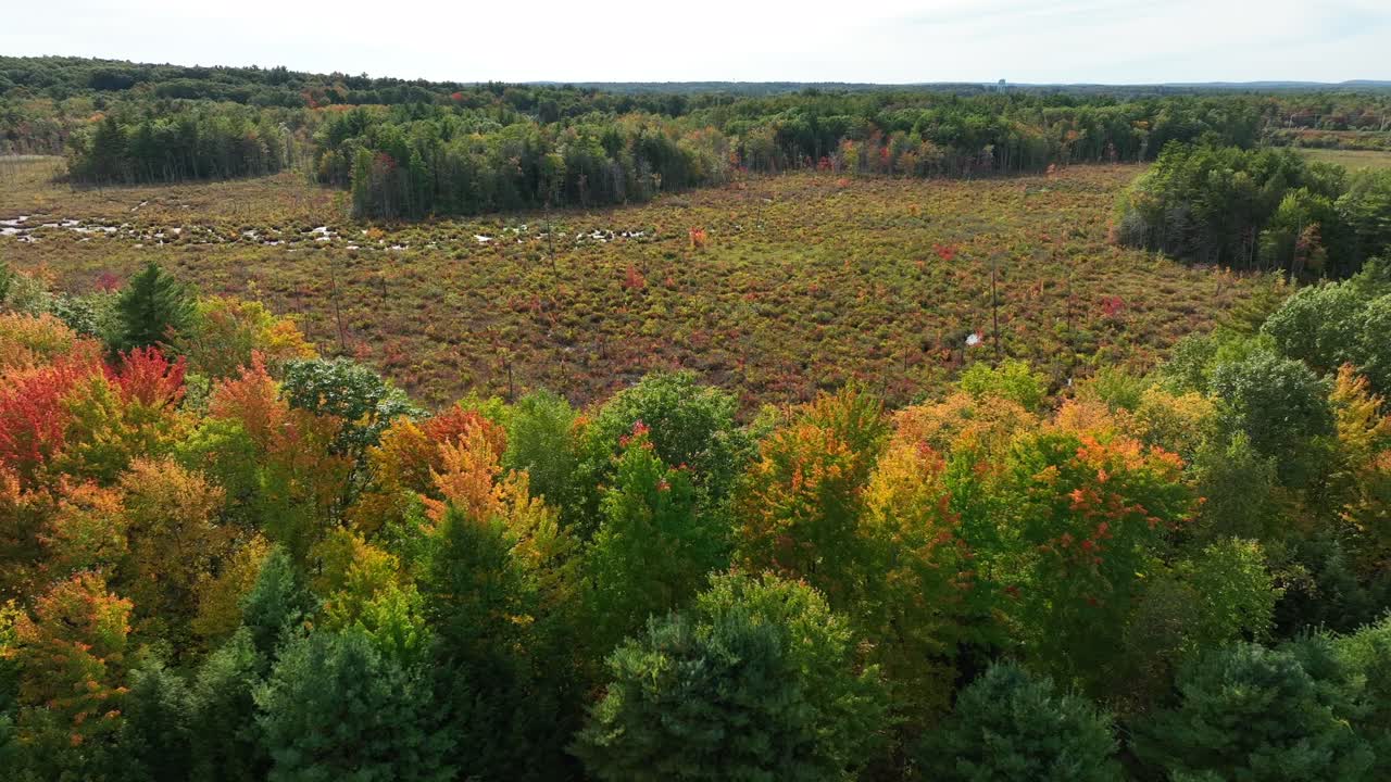 claro concepto de deforestación tala