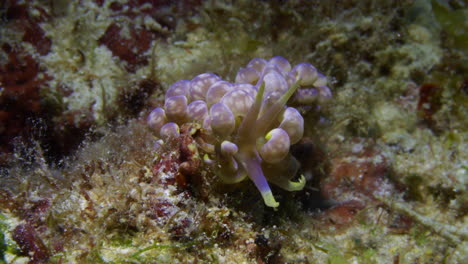 Colorful-purple-and-yellow-Phyllodesmium-magnum-Nudibranch-slowly-moving-on-the-soft-ocean-floor