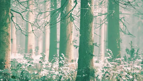 Nebel-Im-Wald-An-Einem-Kalten,-Bewölkten-Wintertag-Mit-Erstem-Schnee