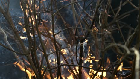 forest fire in close-up. the branches of shrubs and trees are burning and smoking. wildfires caused by arson or nature. shot on super slow motion camera 1000 fps.