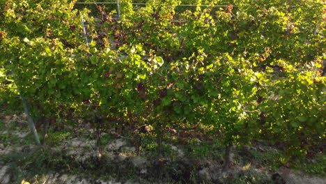 uvas maduras en campo de cultivo de agricultura de viñedos orgánicos