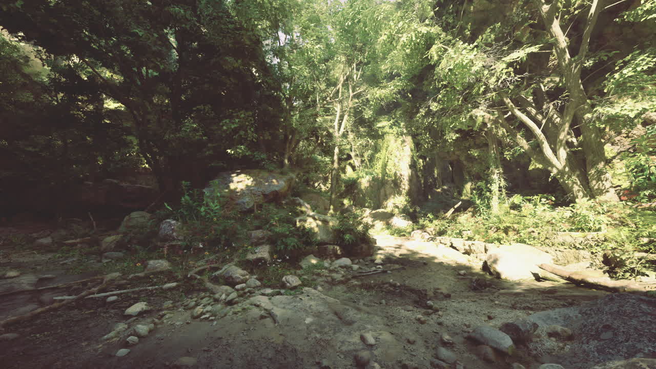 Lush forest with stones and soft light in tranquil natural setting