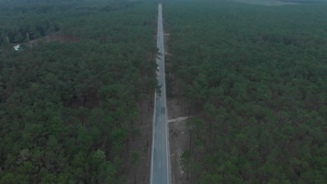 Aerial-view-of-a-road-splitting-a-beautiful-pine-wood-forest