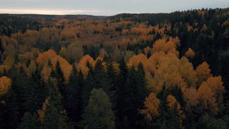 Luftaufnahmen-Von-Abgelegenen-Kiefern--Und-Birkenwäldern-In-Finnland-Im-Herbst