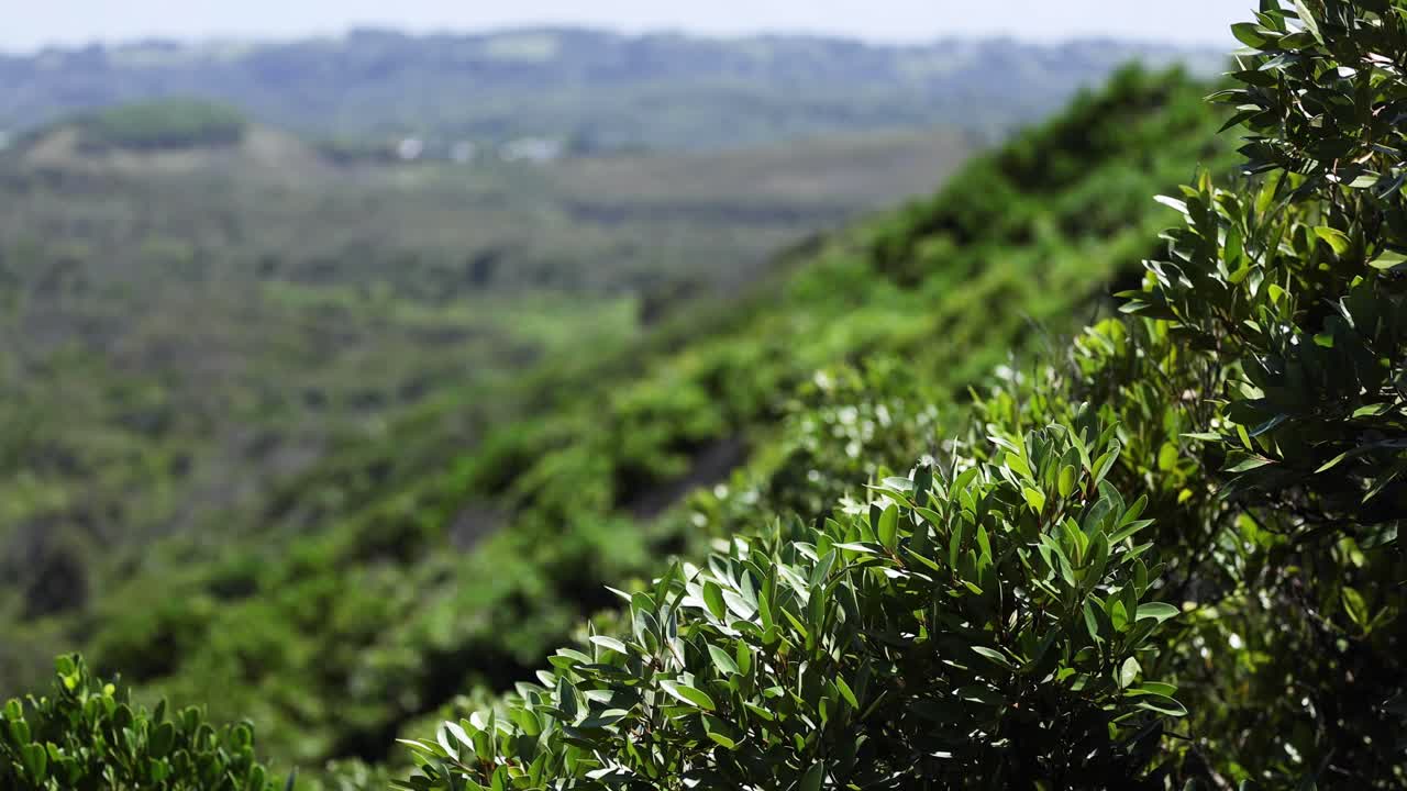 vista de la ladera verde