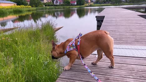 Brown-french-bulldog-doggy-smells-grass-standing-on-the-wooden-pier-by-the-lake-in-a-park