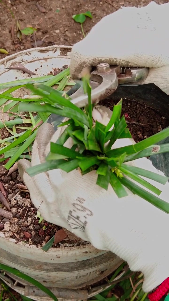 Primo piano di mani guantate che potano una pianta ornamentale con cesoie manuali, tagliando il fogliame in eccesso durante la manutenzione di routine in un vivaio di piante all'aperto