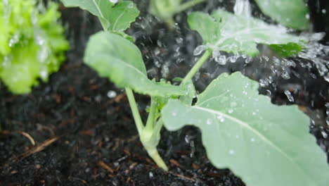 watering small plants in the vegetable garden