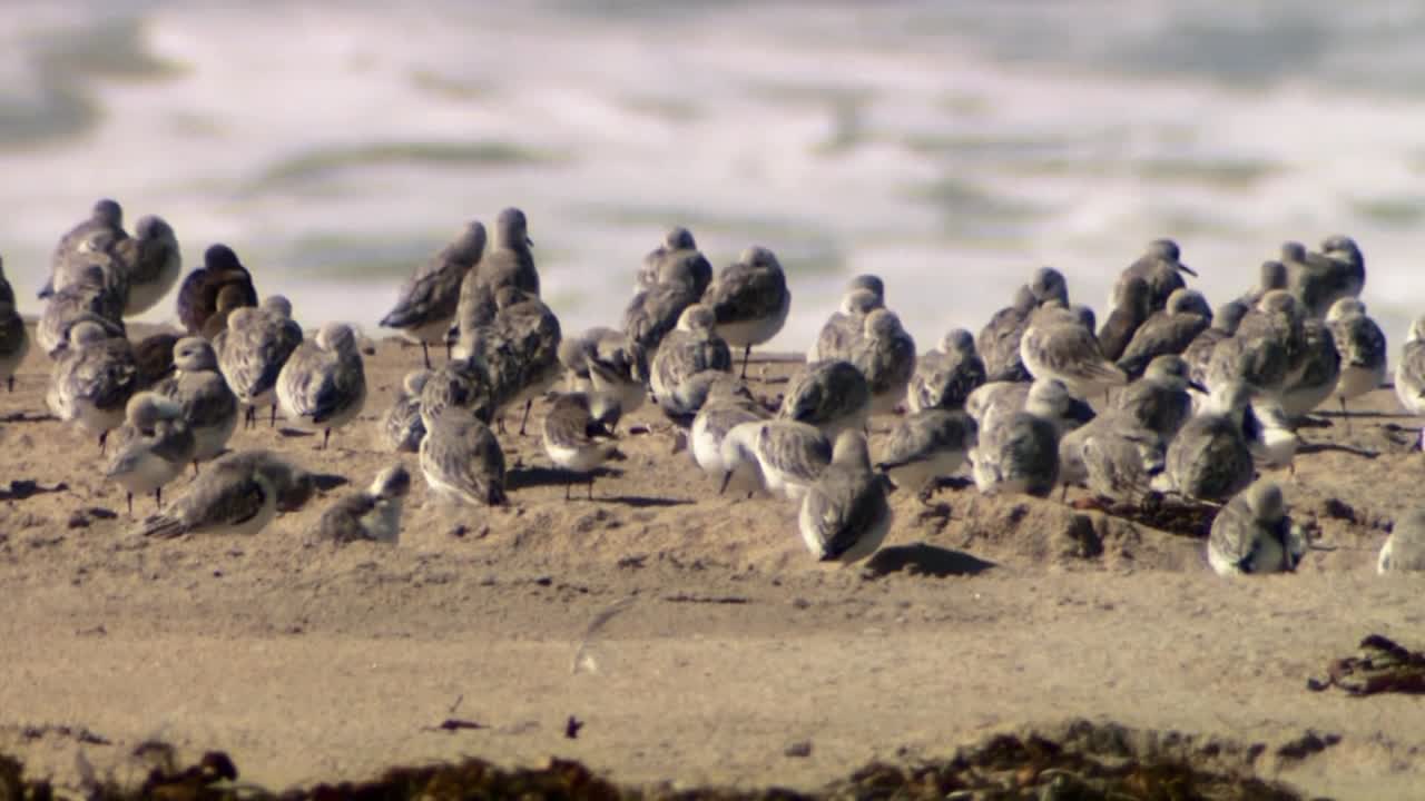 wilsons phalaropes(phalaropus tricolor) 및 여러 아메리칸 avocet(recurvirostra americana) 낚시 2013