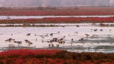 Wilsons-Phalaropes-(phalaropus-Tricolor)-Und-Mehrere-Amerikanische-Säbelschnäbler-(recurvirostra-Americana)-Beim-Fischen-2013