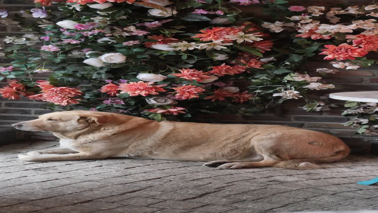 꽃 벽 앞에 바닥에 누워있는 갈색 개