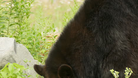 Nahaufnahme-Einer-Bärenschnauze,-Die-Auf-Einer-Wiese-Umherblickt