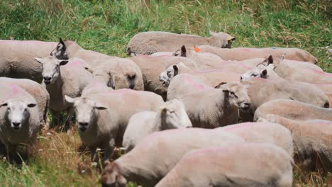 grupo de ovejas blancas afeitadas paradas juntas en seguridad, campo de hierba