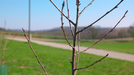 árbol-Joven-Desnudo-En-Campo-Verde---Primer-Plano