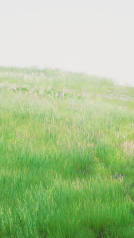 green grassy field with wild flowers